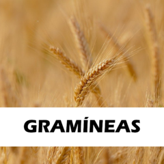 Gramíneas