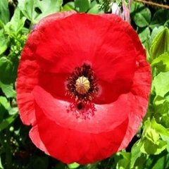 Amapola