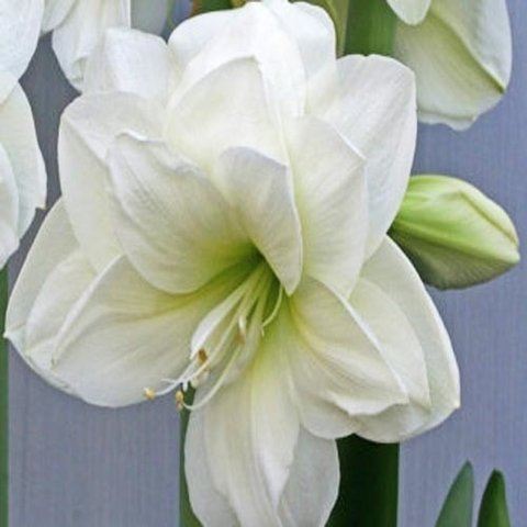 Amaryllis. 1 unidad - Comprar en La Retama