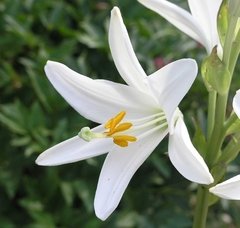 Azucena Blanca. Caja por 3 Unidades - comprar online