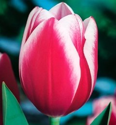 Tulipán Super Exótico. - La Retama