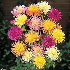 Dalia cactus