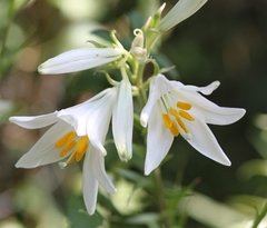 Azucena Blanca. Caja por 3 Unidades
