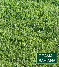 Grama Bahiana