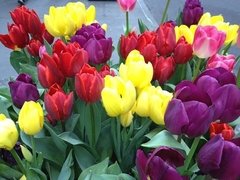 Tulipán Darwin mix. Caja por 2 unidades