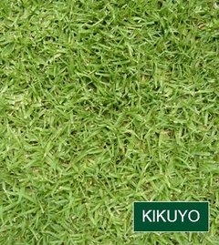 Kikuyo