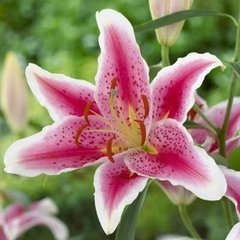 Lillium oriental alto rosa