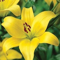 Lillium pixie enano mezcla de colores. Caja por 3 unidades