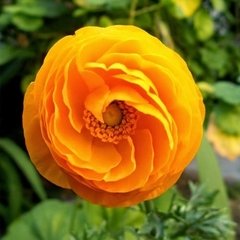 Marimonia