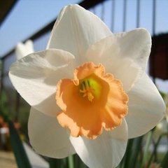 Narciso doble
