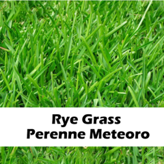 Rye Grass Perenne Meteoro El Cencerro 20 Kg