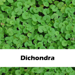 Dichondra 'Oreja De Ratón' X 1 Kg