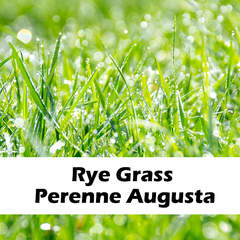 RyeGrass Perenne Augusta 25 Kg