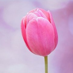 Tulipán rosa