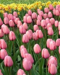 Tulipán Super Exótico. en internet