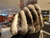 Estola con lazo chinchilla / Chinchilla fur Shawl en internet