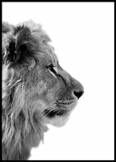 Cuadro Leon B&N