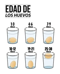 Huevos blancos por Maple (2.5 Doc) - comprar online