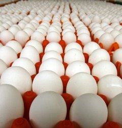 Huevos blancos por Maple (2.5 Doc)
