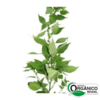Alfavaca Orgânica (Maço)