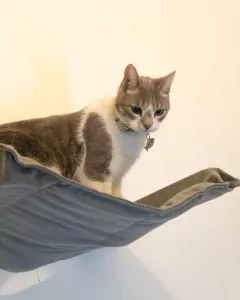 GIMNASIO TREPADOR PARA GATOS - comprar online