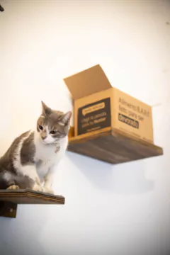 Imagen de GIMNASIO TREPADOR PARA GATOS