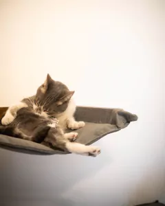 GIMNASIO TREPADOR PARA GATOS - comprar online