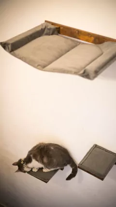 GIMNASIO TREPADOR PARA GATOS en internet