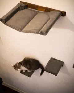 GIMNASIO TREPADOR PARA GATOS - Deko Living