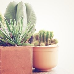 Cactus macetas