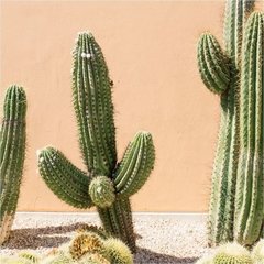 Foto cactus paisaje