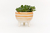 Maceta Bowl Patitas (diferentes colores) en internet