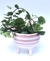 Imagen de Maceta Bowl Patitas (diferentes colores)