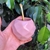Mate Azucena - comprar online