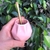 Mate Magnolia - comprar online