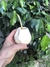 Mate Magnolia en internet
