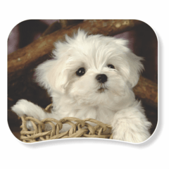 1132-Mouse Pad Cão Branco - comprar online