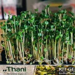 Imagen de Kit Germinador para Brotes