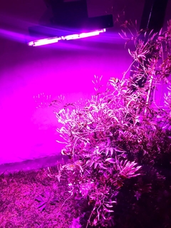 Reflector led cultivo alto espectro Hydro Eco 100w oferta entrega gratis en lanus, avellaneda y caba