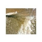 Avena Extrafina 1 Kg