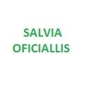 Salvia Oficiallis