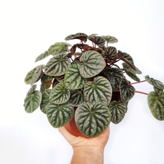 Peperomia Caperata