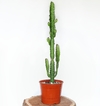 Euphorbia trigona