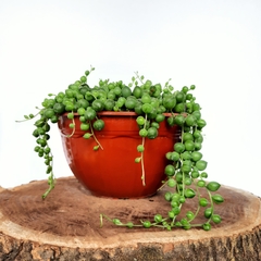 Senecio rowleyanus o Rosario - comprar online