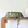 Paila con Senecio rowleyanus/ Rosario - comprar online