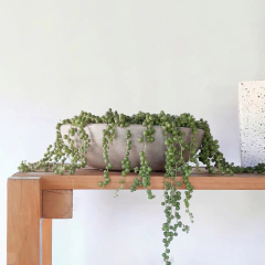 Paila con Senecio rowleyanus/ Rosario - comprar online