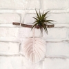 Soporte "Hoja" con Tillandsia Aeranthos o Clavel del aire