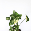 Syngonium marmolado