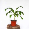Palo de agua o Dracaena fragans