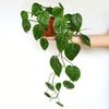 Philodendron Cordatum - comprar online